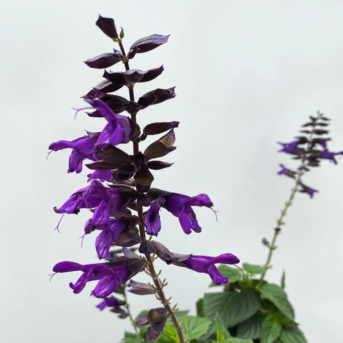 Featured Spring Annuals
